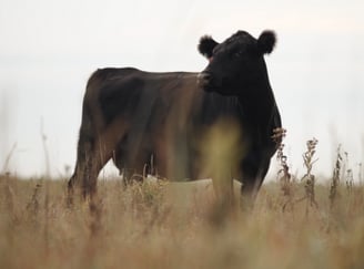 Beef Cow 353x262