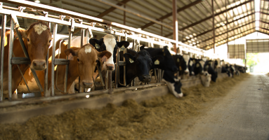 Image for Live stock 383x200