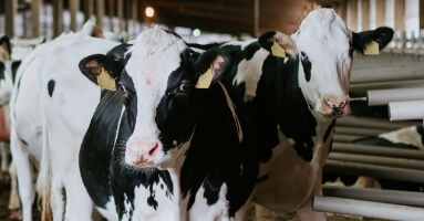 Livestock - dairy cows