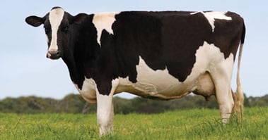 dairy cow