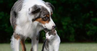 dog with cat outside