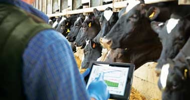 farmer with iPad and cows