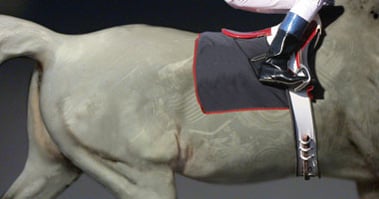 race horse