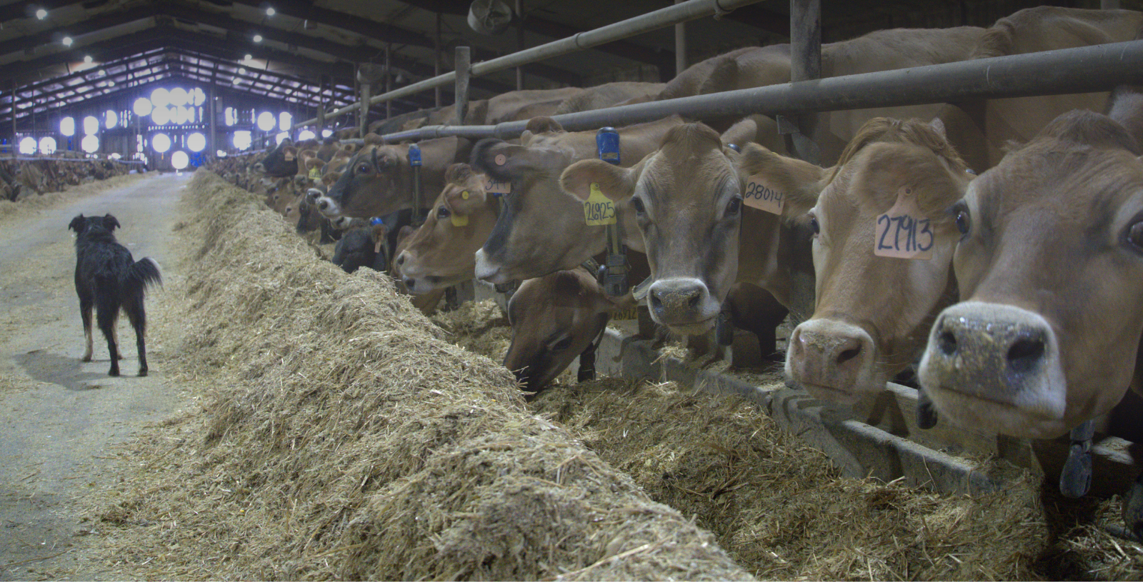 Anthony Nunes, Nustar Farms - GONAbreed®