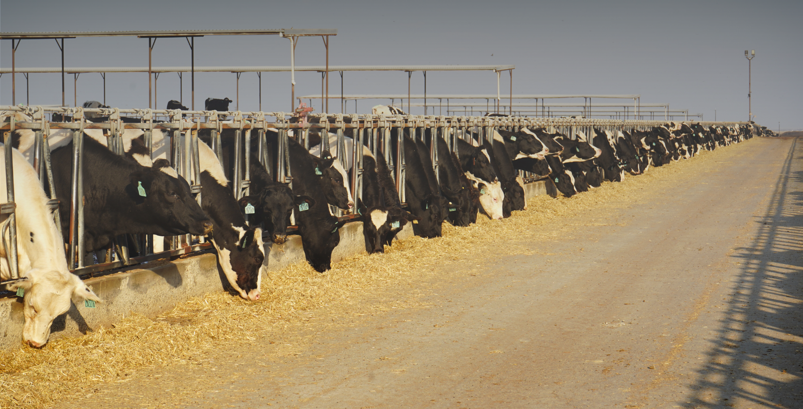 Have We Overlooked Heifer Fertility? - Progressive Dairy Article - September 15, 2025