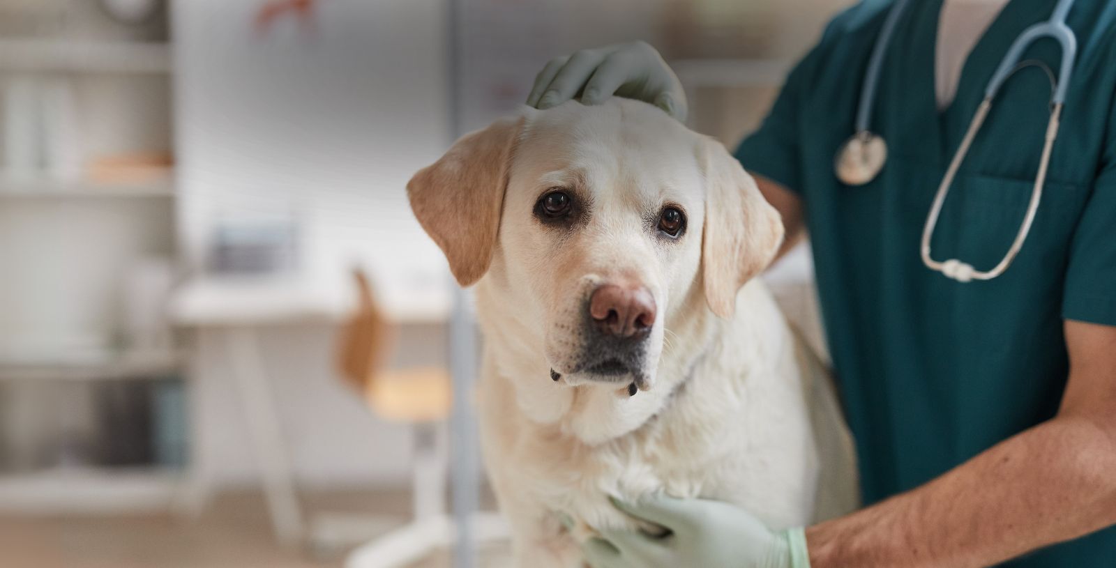 Ensuring Veterinary Anesthesia Safety: Key Factors for Success