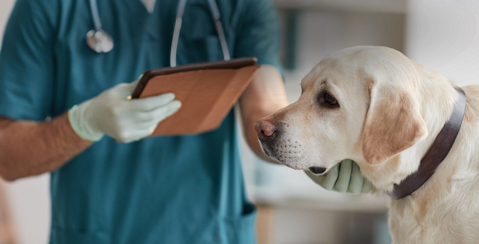 Top 6 Veterinary Anesthetic Complications and What to Do About Them