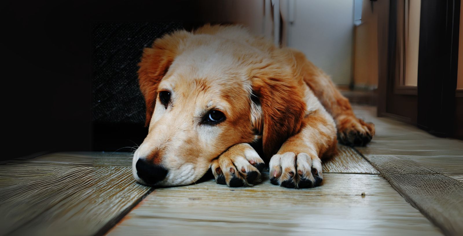Geriatric Anesthesia: Clinical Considerations for Senior Dogs