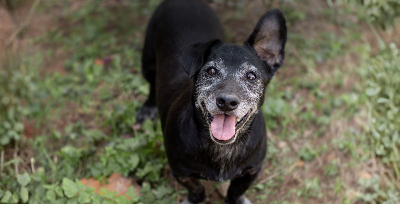 Palliative Care Anesthesia and Sedation: Supporting Quality of Life for Veterinary Patients