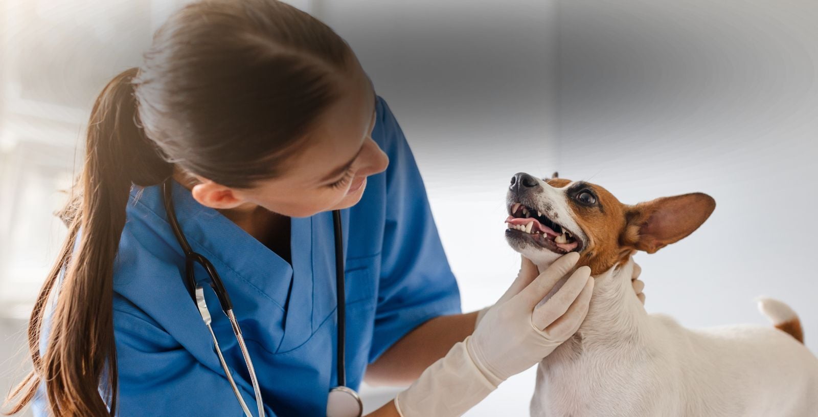Multimodal Dental Analgesia: Better Pain Control in Veterinary Dentistry